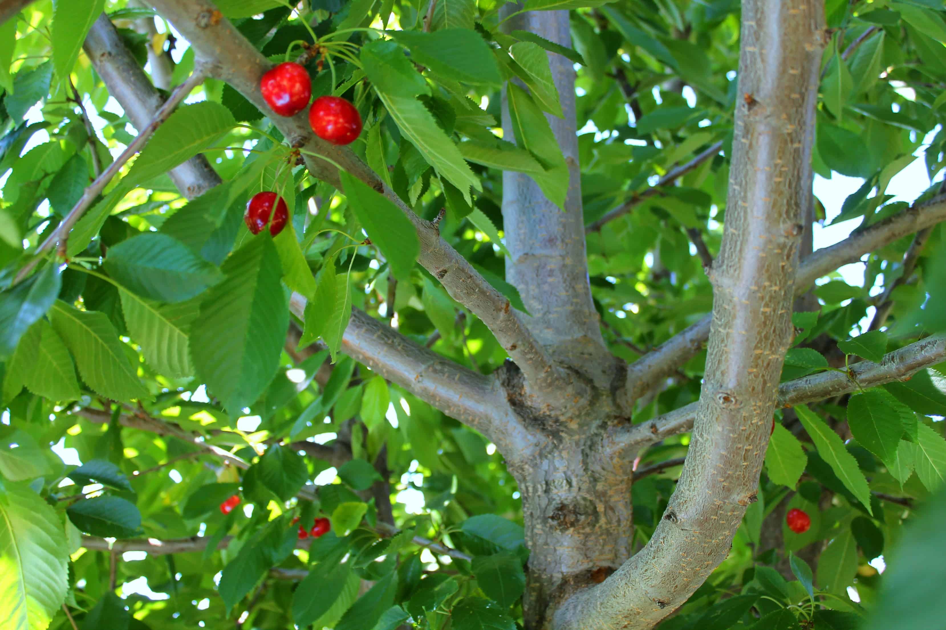 gardening, planting, harvesting