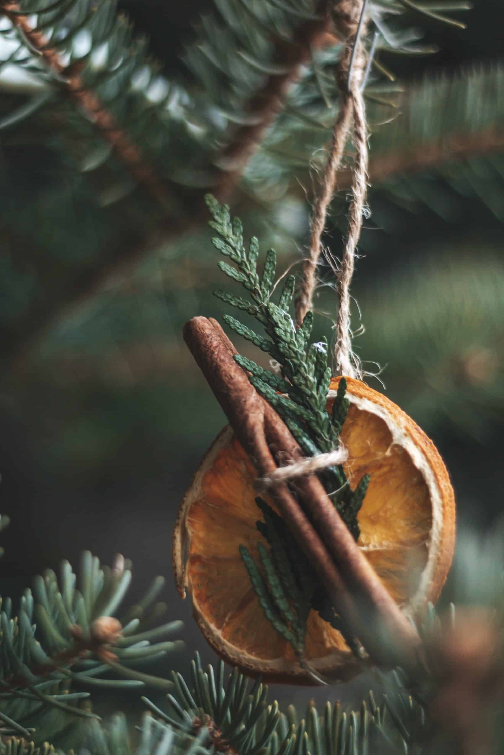Dried Orange Ornament having in a tree. 