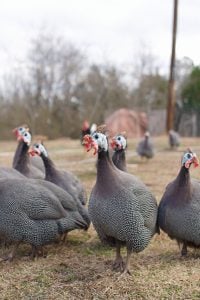 several guineas looking towards the camera
