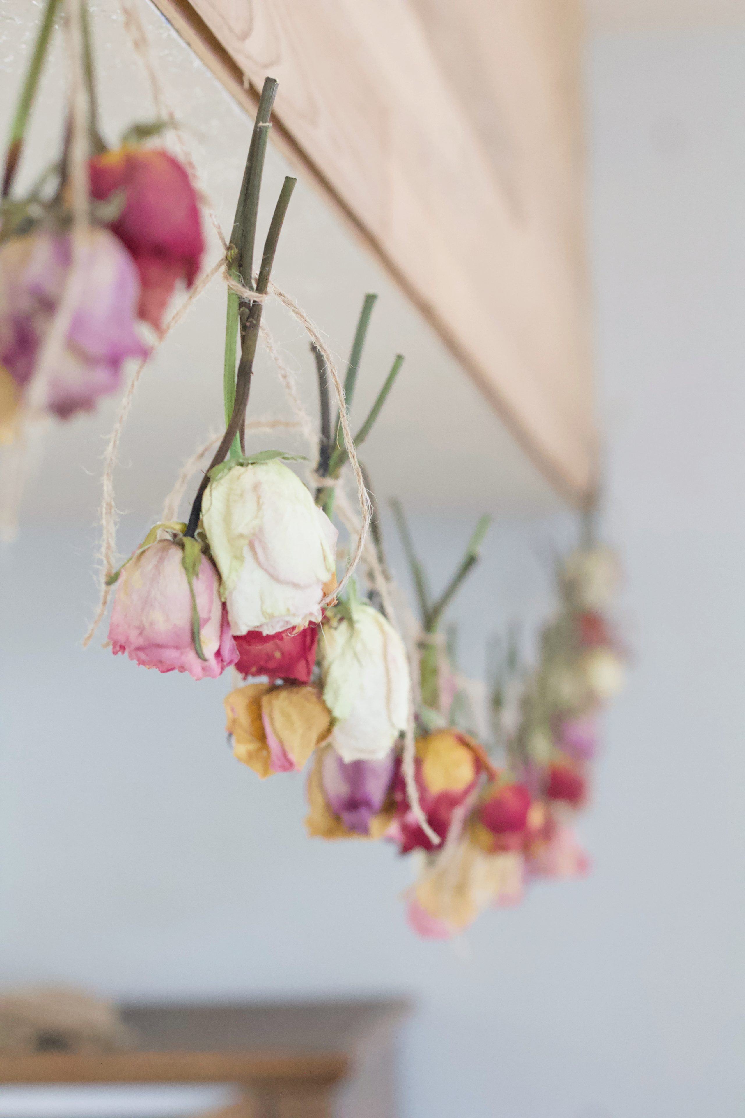 Roses hanging upside down drying