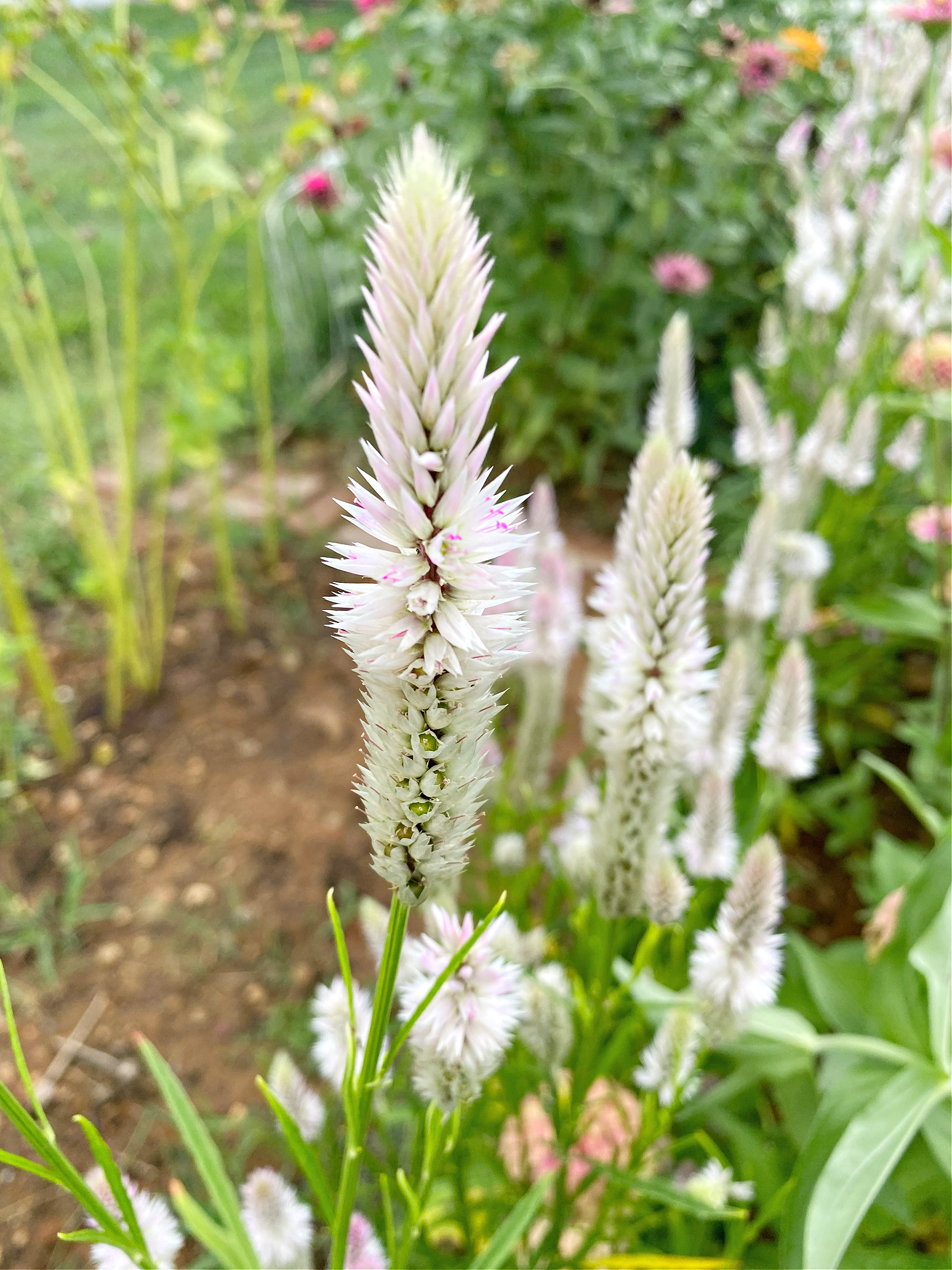 Celosia flower growing in cut flower garden