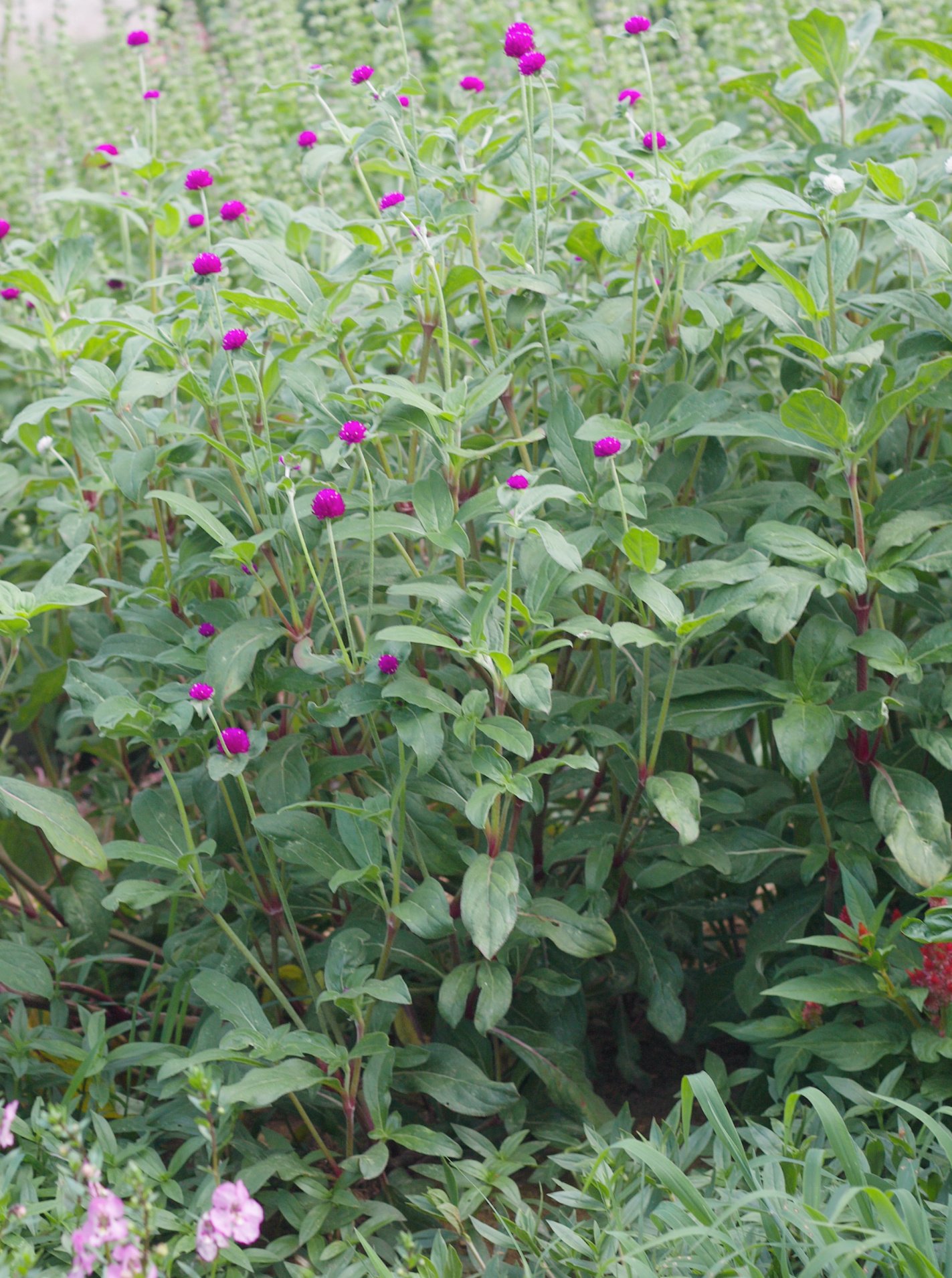globe amaranth flowers growing in the garden