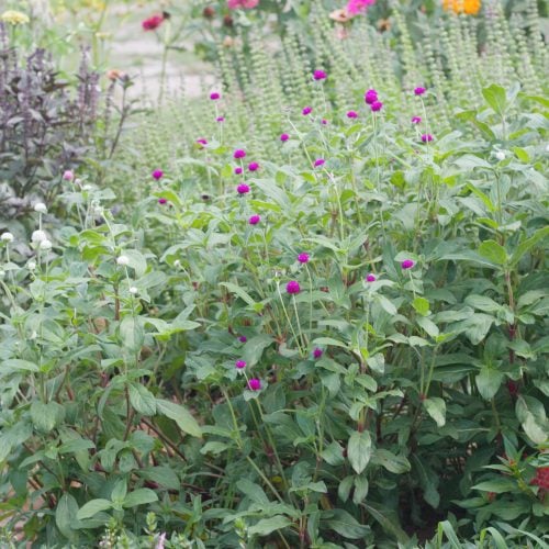 flowers growing in a cut garden.