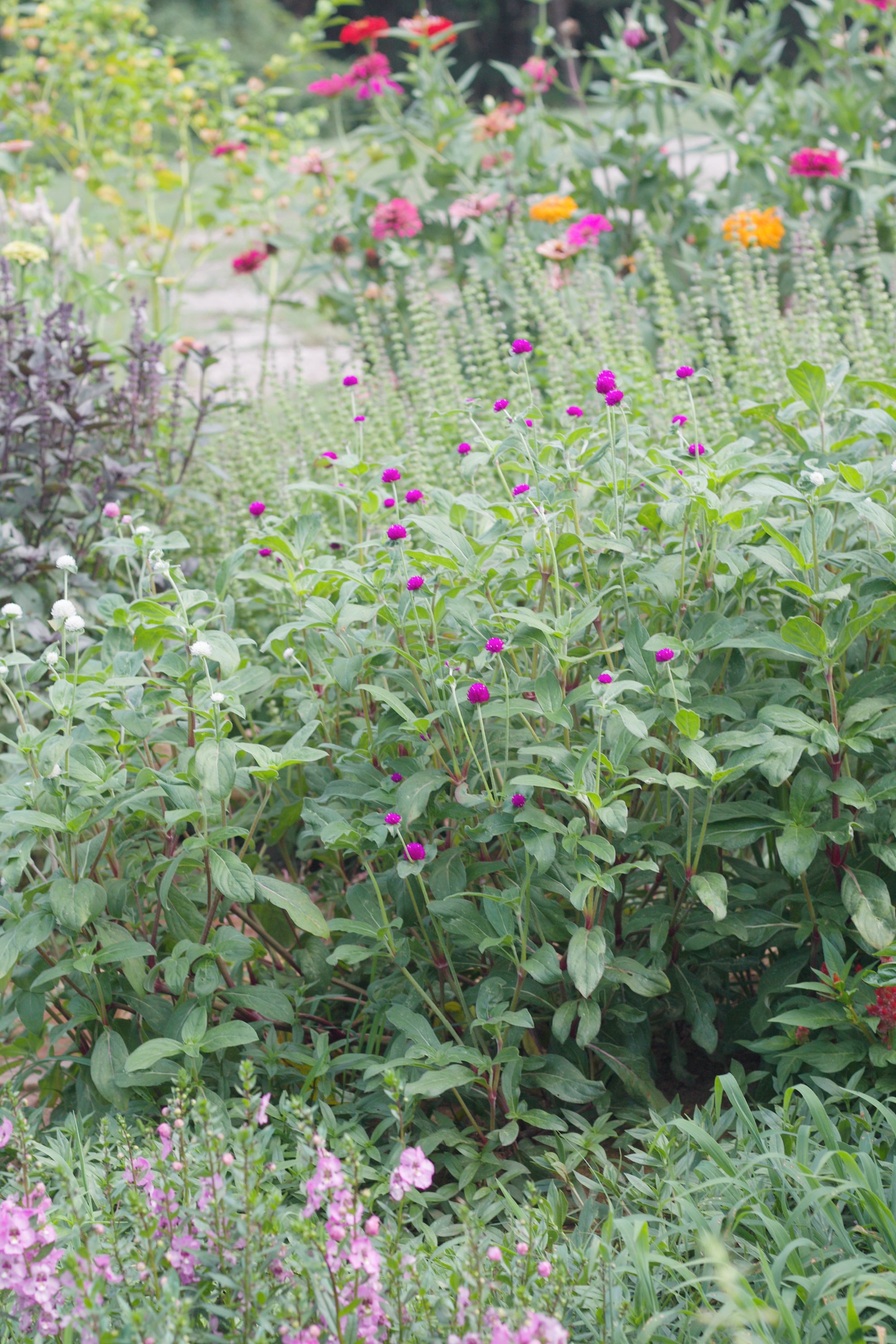 flowers growing in a cut garden.
