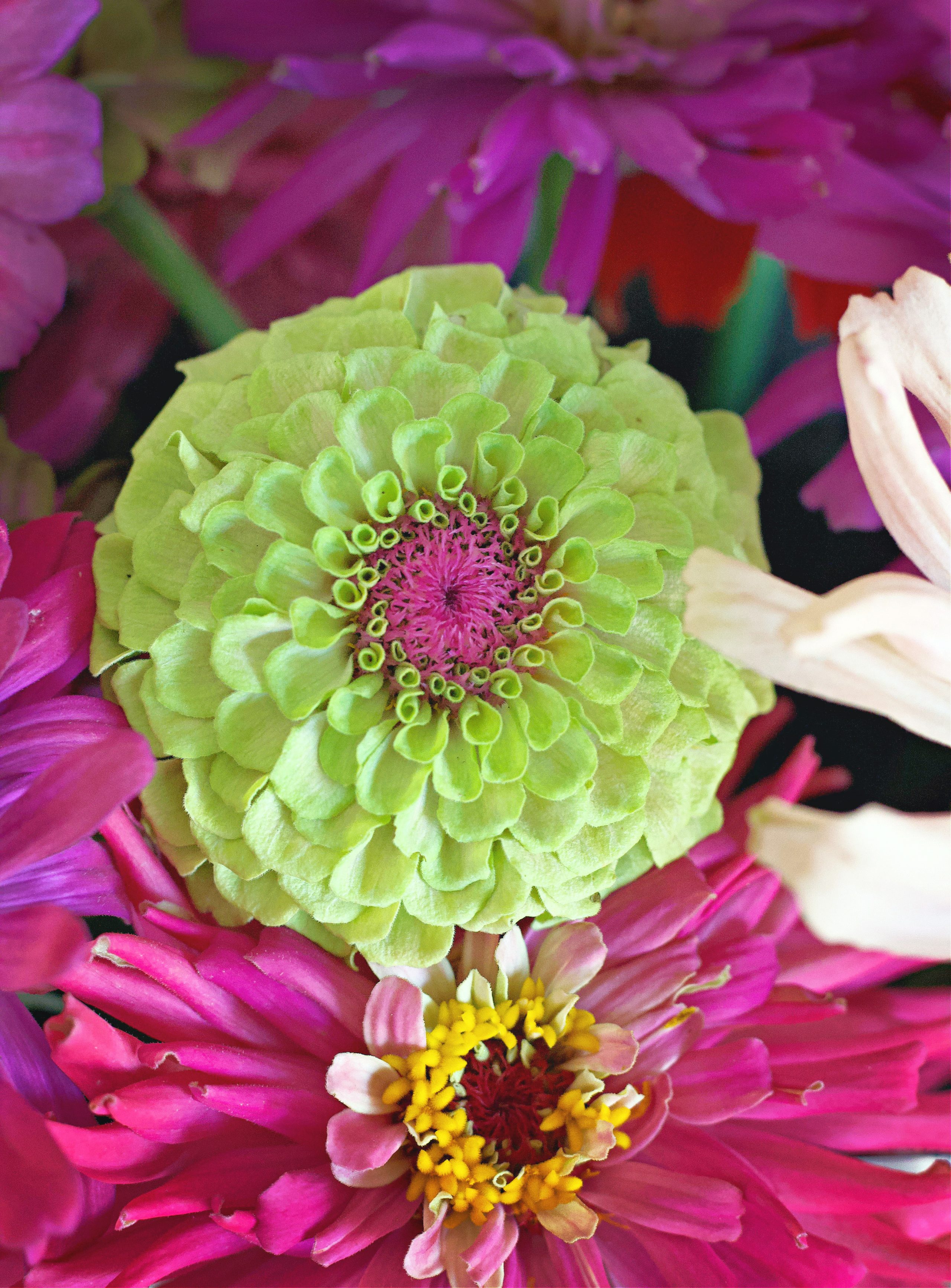 zinnias growing in a group in gardens