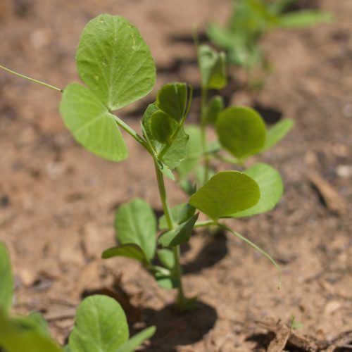pea sprouts growing