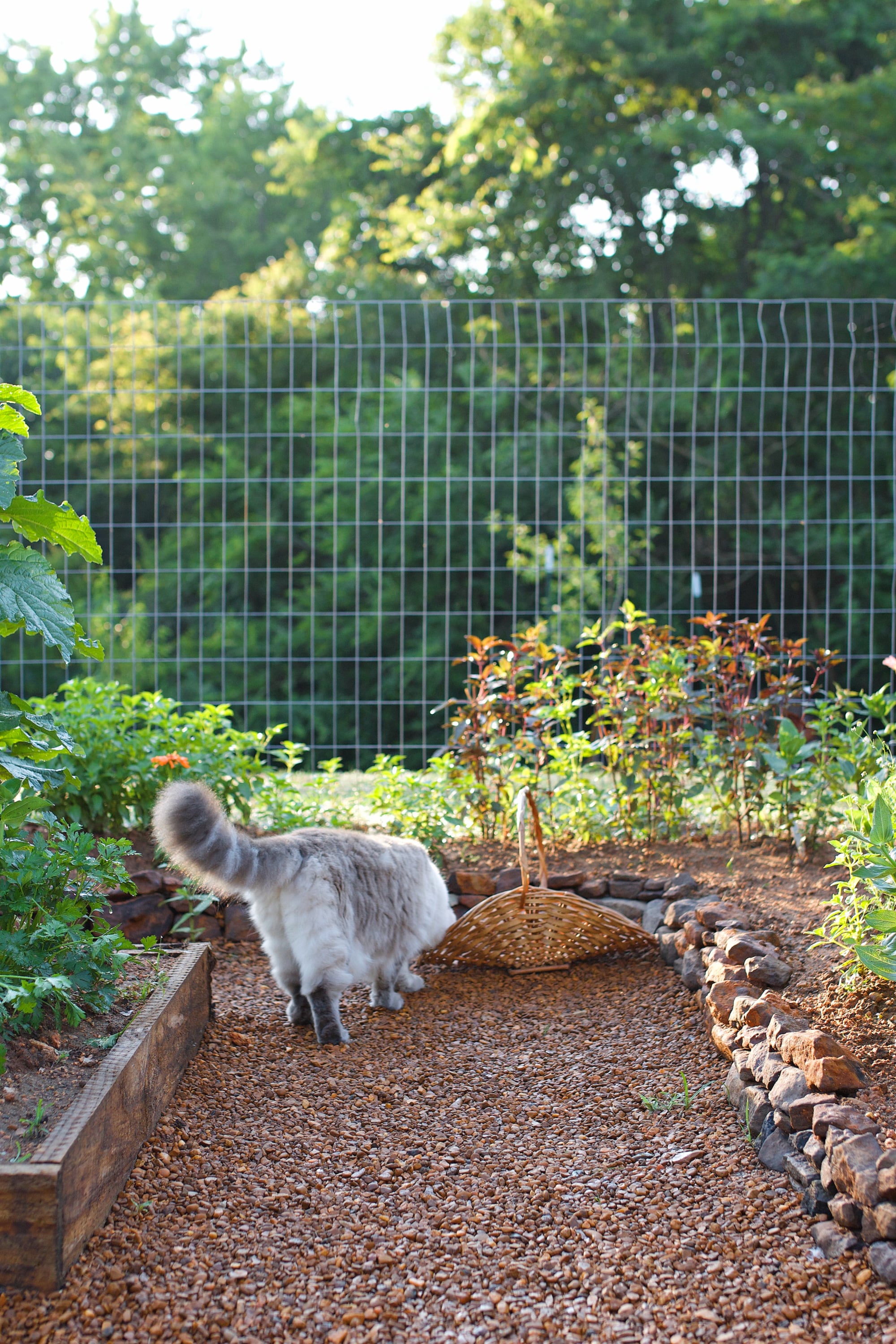 cat waling on the gravel path in a garden.
