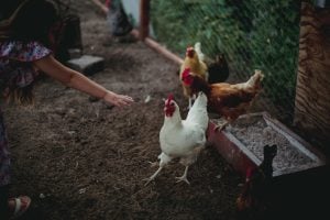 chickens with a little girl