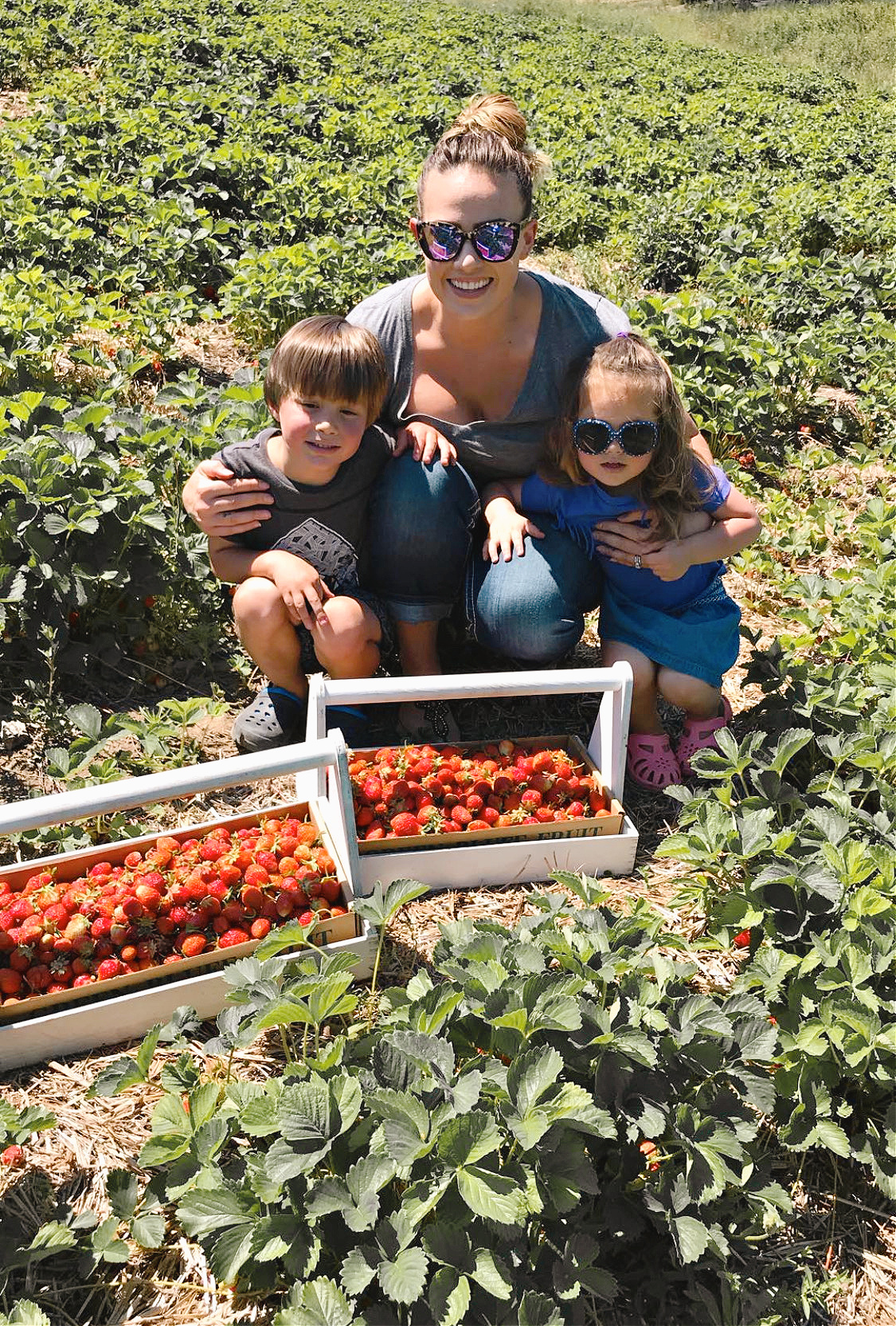 a mother and 2 children picking strawberries in a strawberry field.