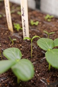 seeds starting to sprout in growing trays